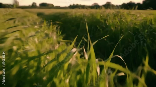 A blurry view of a green field with a path cutting through it under a bright sky at sunset
