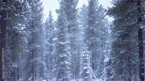 A snowy forest scene with many tall pine trees covered in thick white snow during a winter storm