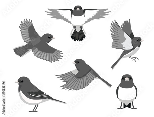 Dark-Eyed Junco Bird Various Poses Cartoon Vector Character