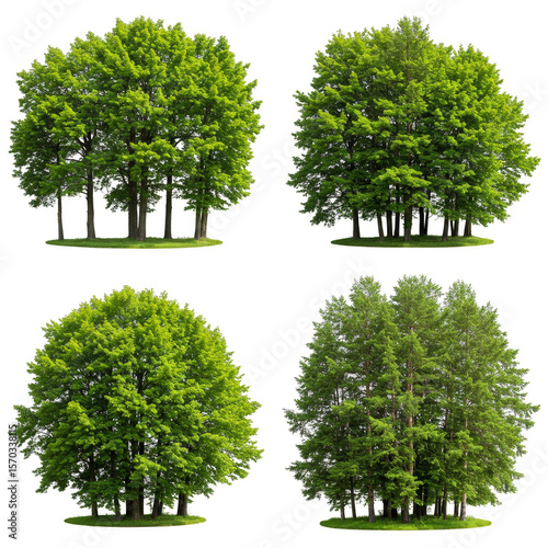 Isolated Tree Illustration Green Foliage Transparent Background Elements