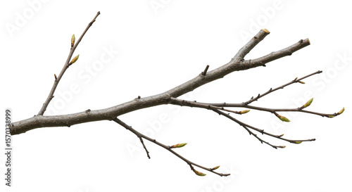 Isolated Twig Branch Detailed Brown Wood Plant Nature Element