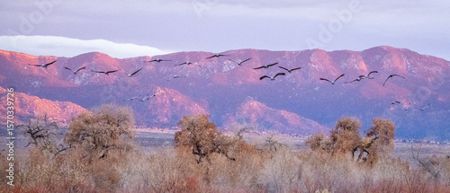 Cranes Flying by the Sandias