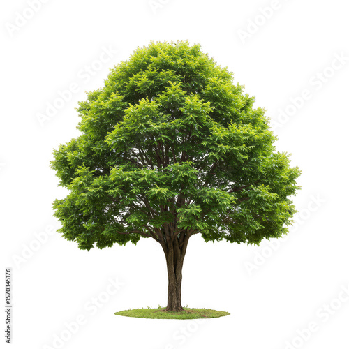 Isolated Tree Lush Green Foliage Transparent Background for Compositing