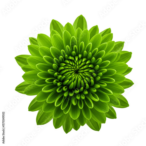 Isolated Transparent Green Flower Nature Floral Plant Bloom Blossom