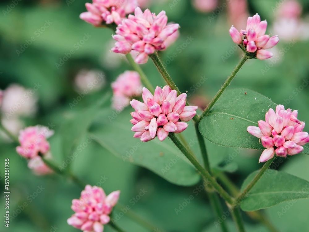 Obraz premium 水辺や水田の近くで見かけることがあるミゾソバの花