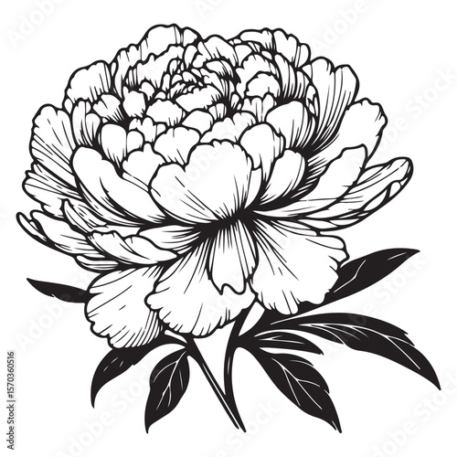 Hand drawn lotus flower vector illustration with floral decorative elements