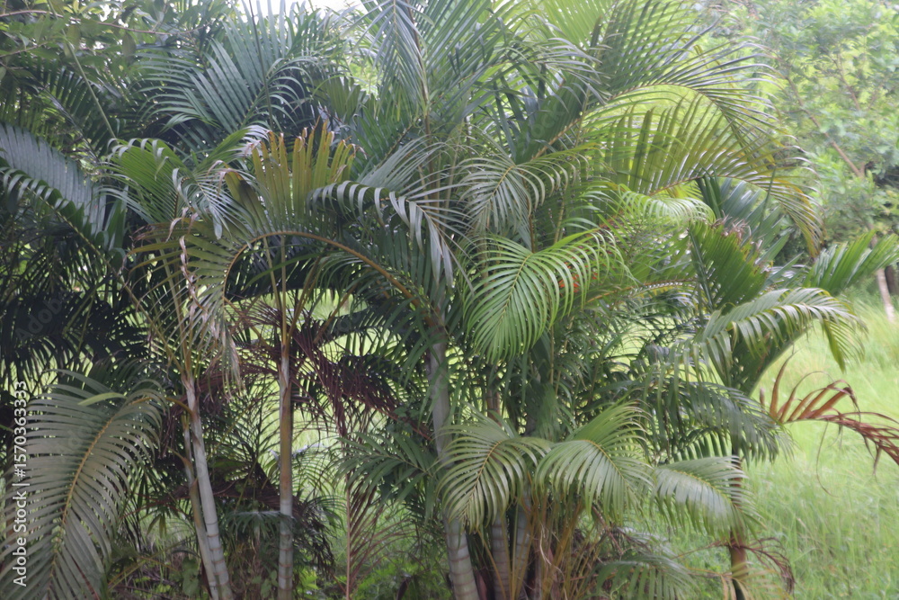 Fototapeta premium palm tree in the jungle