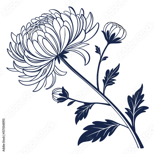 chrysanthemum on white background