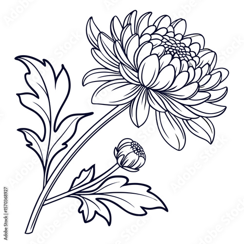 Bild auf Leinwand vector illustration of chrysanthemum