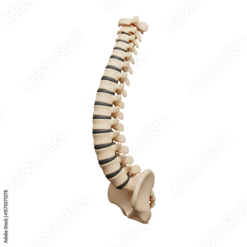 Medical Model of Human Spine with Vertebrae and Discs in Neutral Position