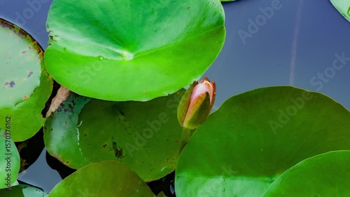water lily in the pond