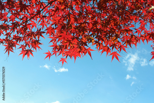 紅葉と青空