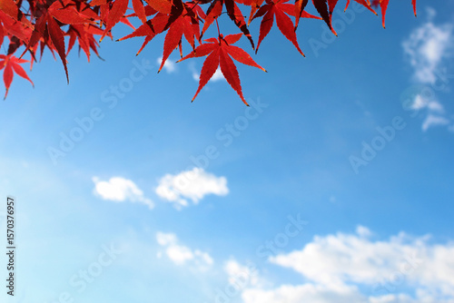 紅葉と青空