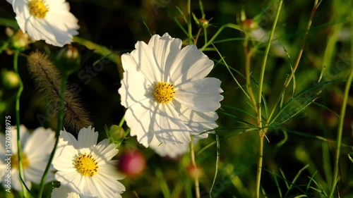 コスモス、 秋桜、 花、植物、 こすもす、 秋、秋素材、素材、イメージ、朝日、朝焼け、 風景、満開　 秋イメージ　 秋桜素材　 コスモス素材　 コスモスイメージ　 秋桜イメージ　 自然　 草　 野原、 景色、 空、田舎、緑色、グリーン、背景、アウトドア、 きれい