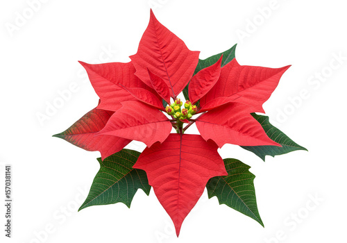 Isolated Poinsettia Flower Bright Red Star Christmas Transparent PNG