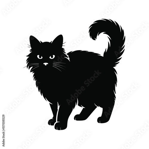 Fluffy black cat standing animal