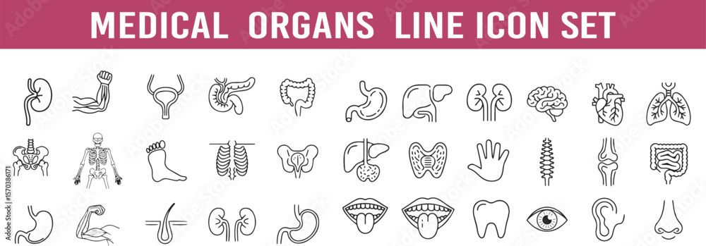 Fototapeta premium Vector Medical organs line icon set. anatomy, organ, body, muscle, bone, medicals, icon, line, vector, set, outline, pictogram, illustration.