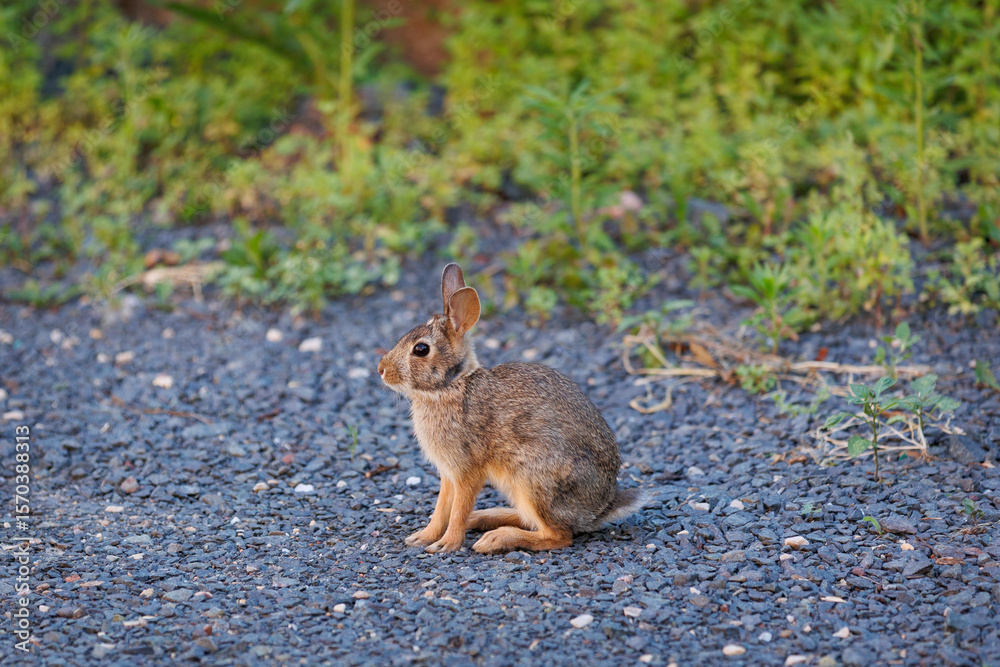 Fototapeta premium City Rabbit