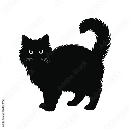 Fluffy black cat standing animal