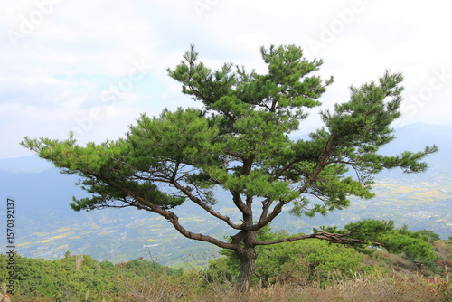 높은 산에서 자라는 푸른 소나무