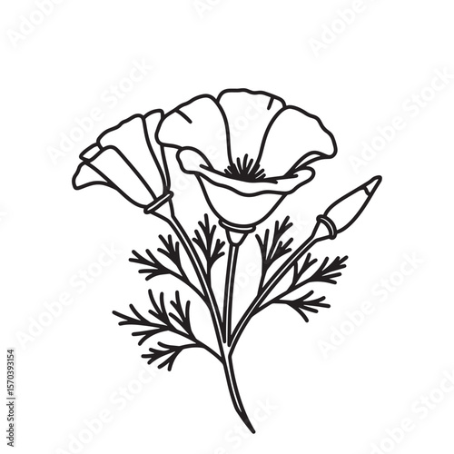 Delicate black and white illustration of california poppy flowers with leaves and bud