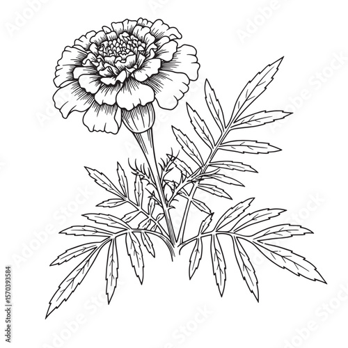 Detailed black and white illustration of a beautiful marigold flower and leaf arrangement