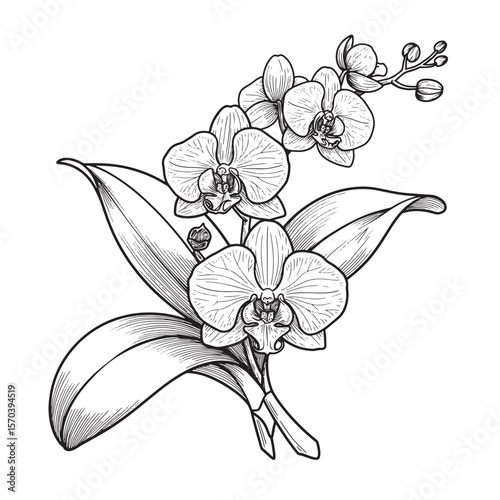 Detailed black and white illustration of an elegant orchid flower in full bloom