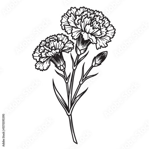 Detailed vector illustration of two carnation flowers and bud in black and white