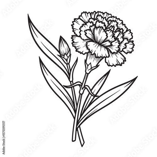 Elegant black and white carnation flower botanical illustration suitable for design and decoration