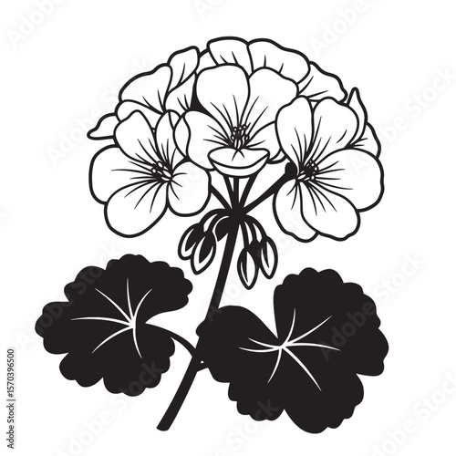 Elegant black and white illustration of a geranium flower with detailed petals and leaves