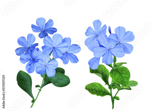 White plumbago or Cape leadwort flower. Collection of small blue flower bouquet isolated on transparent background.	