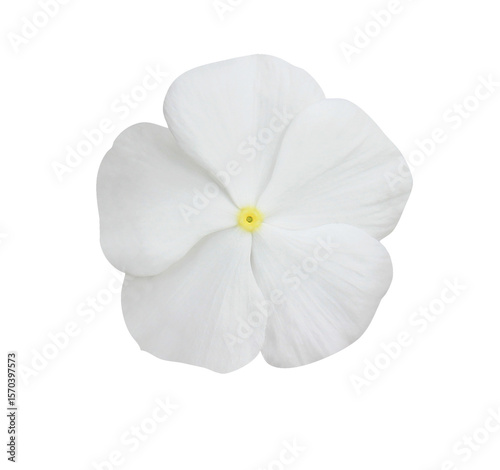 Foto Close up of white Catharanthus roseus or Madagascar periwinkle or Vinca or Old maid or Cayenne jasmine or Rose periwinkle flower bouquet isolated on transparent background