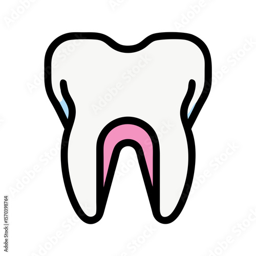 Anatomy of human tooth isolated on White Background