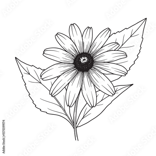Vector illustration of a detailed black and white outlined coneflower with leaves isolated on white background
