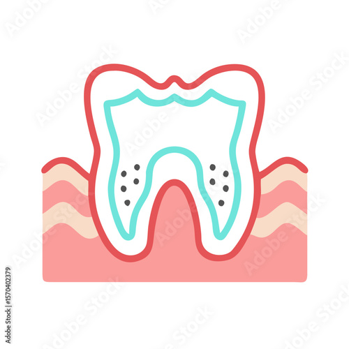 Tooth section with gum line dental cross section graphic