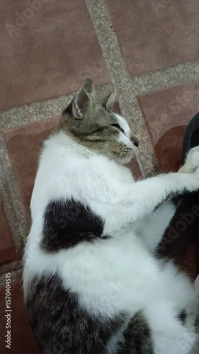 White-striped cat with long fur of domestic cat mix