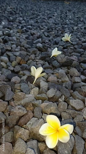 yellow frangipani flowers that have fallen on the pebbles