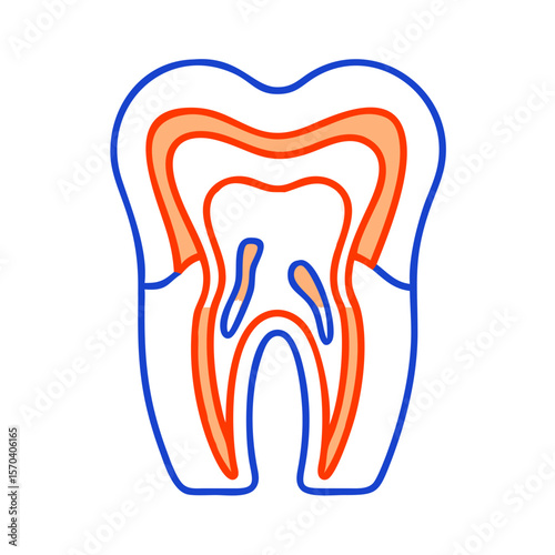 Tooth anatomy illustration showing enamel, dentin, pulp cavity layers