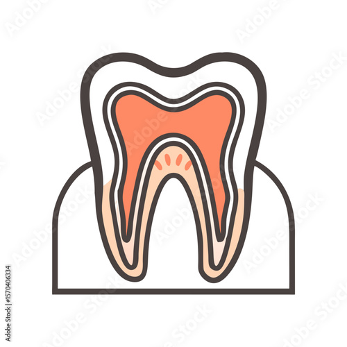 Illustration of a tooth anatomy on a White Background