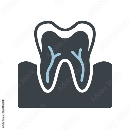Human molar in gum on White Background diagrammatic representation