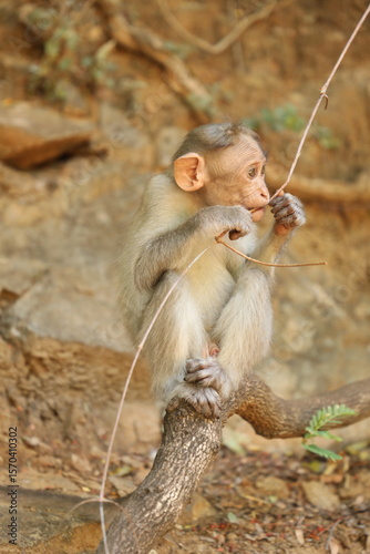 Photography Baby monkey
