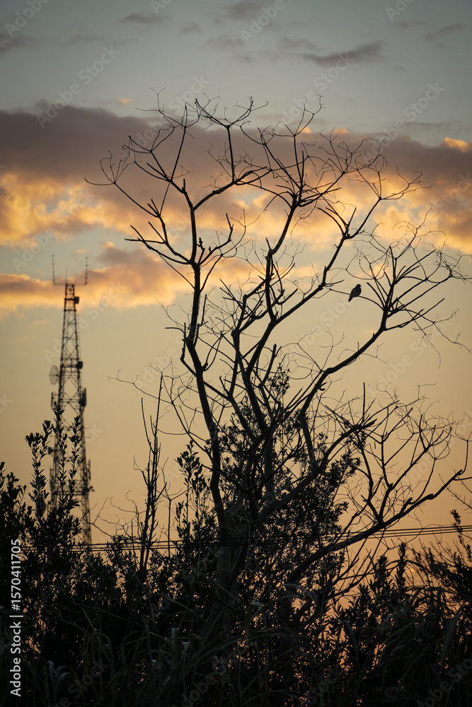 Obraz premium Birds in the sunset