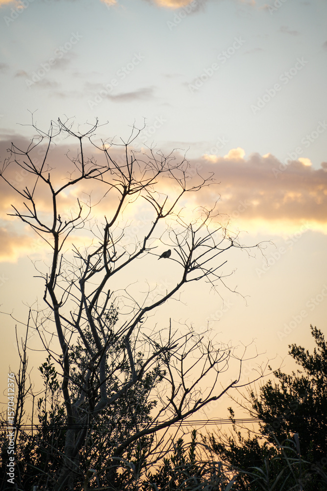 Obraz premium Birds in the sunset