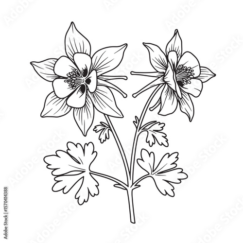 Detailed black and white illustration of two columbine flowers with stems and leaves.