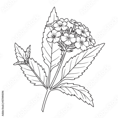 Detailed black and white illustration of blooming verbena flowers with detailed leaves