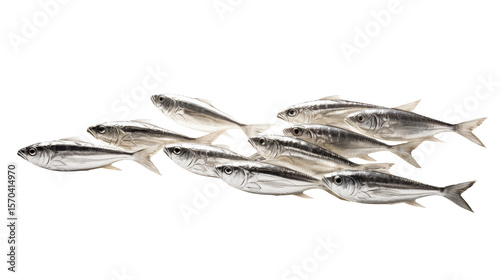 A school of silver fish swimming together in a tight formation against a transparent background space filling