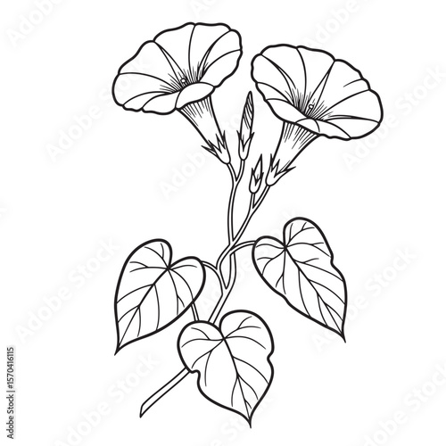 Elegant black and white illustration of delicate morning glory flowers and lush green leaves