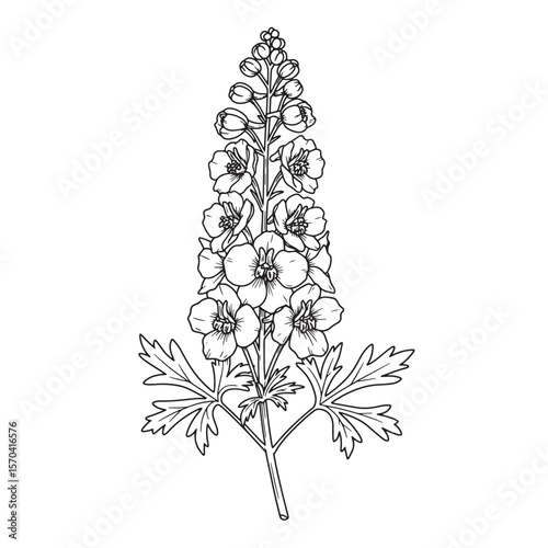 Elegant black and white vector illustration of a delphinium flower and foliage