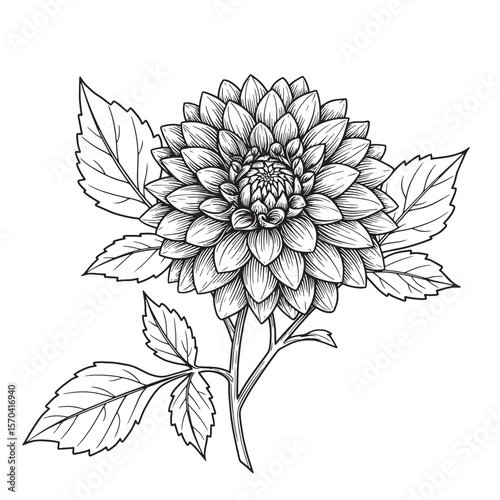 Elegant hand drawn black and white dahlia flower with detailed petals and leaves