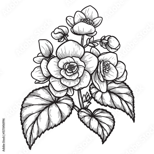 Elegant hand drawn illustration of begonia flowers and leaves floral vector art